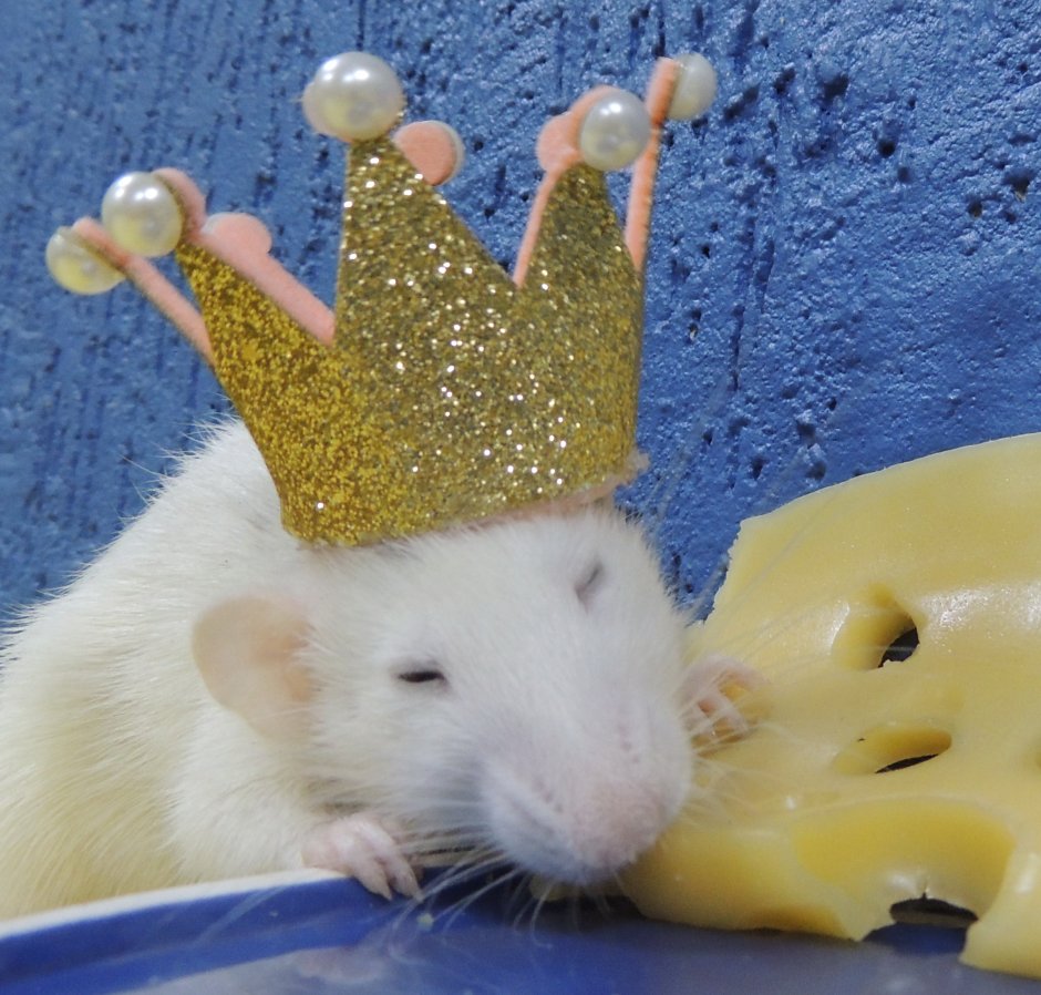 Мышь в короне