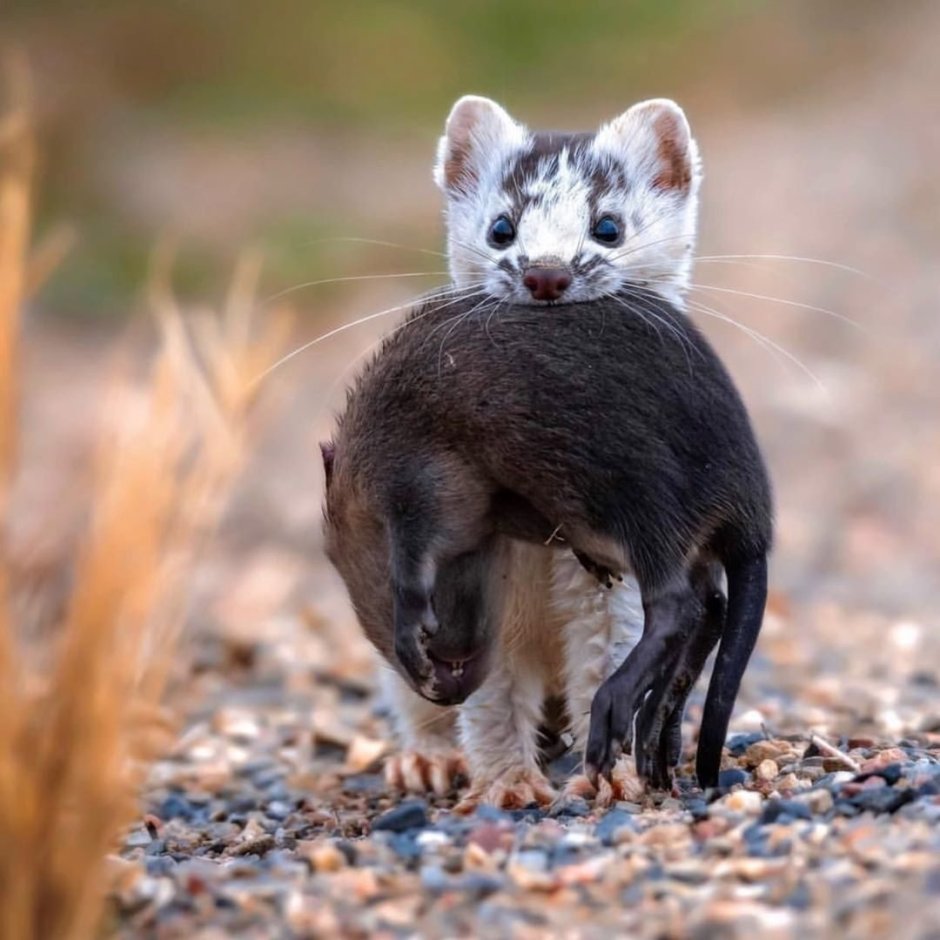 Ласка хищник