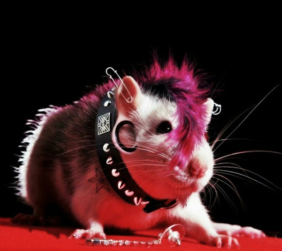 Крыса панк