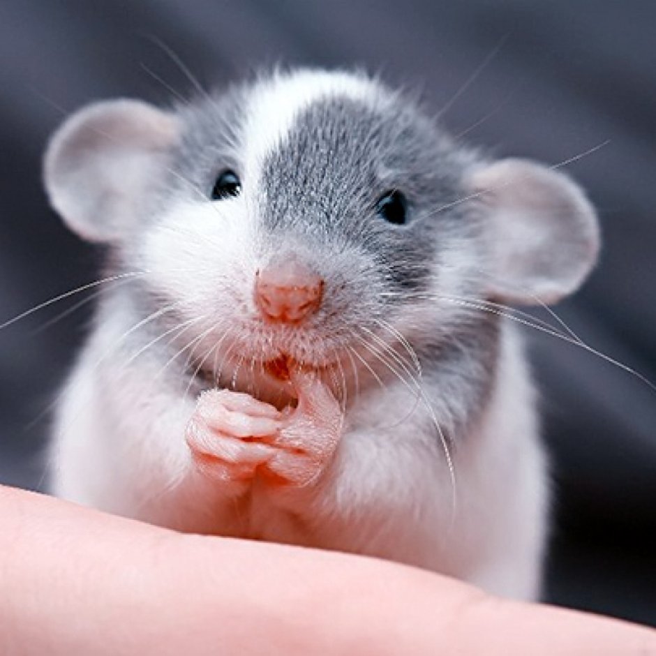 Крысята Дамбо рекс