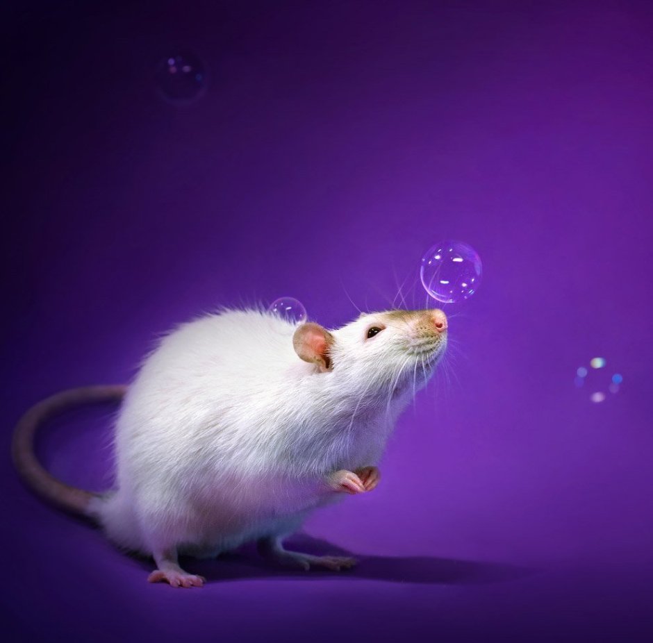 Забавные крысы