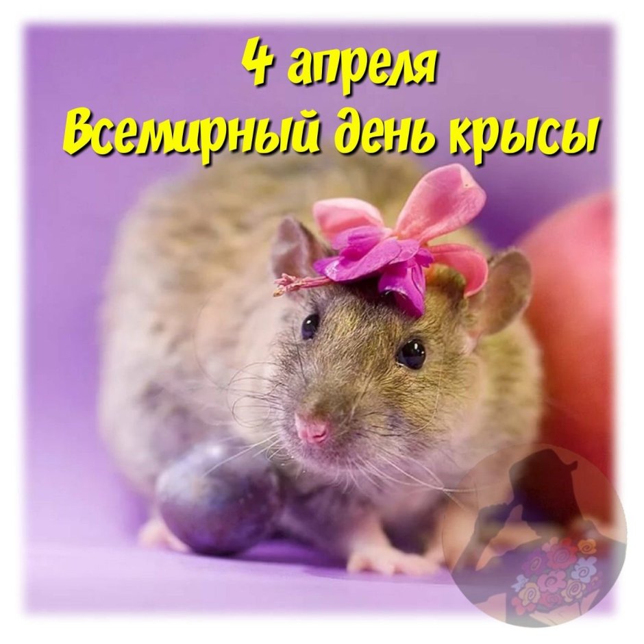 Красивая мышка