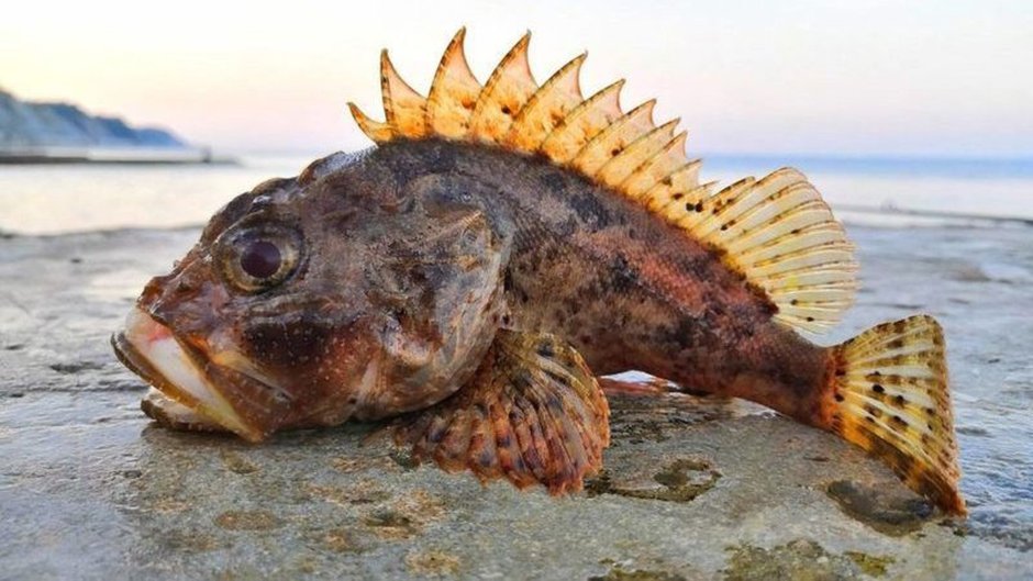 Морской Ерш скорпена