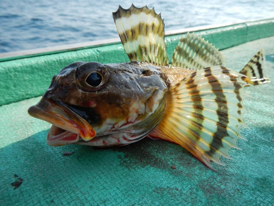 Морской Ерш скорпена