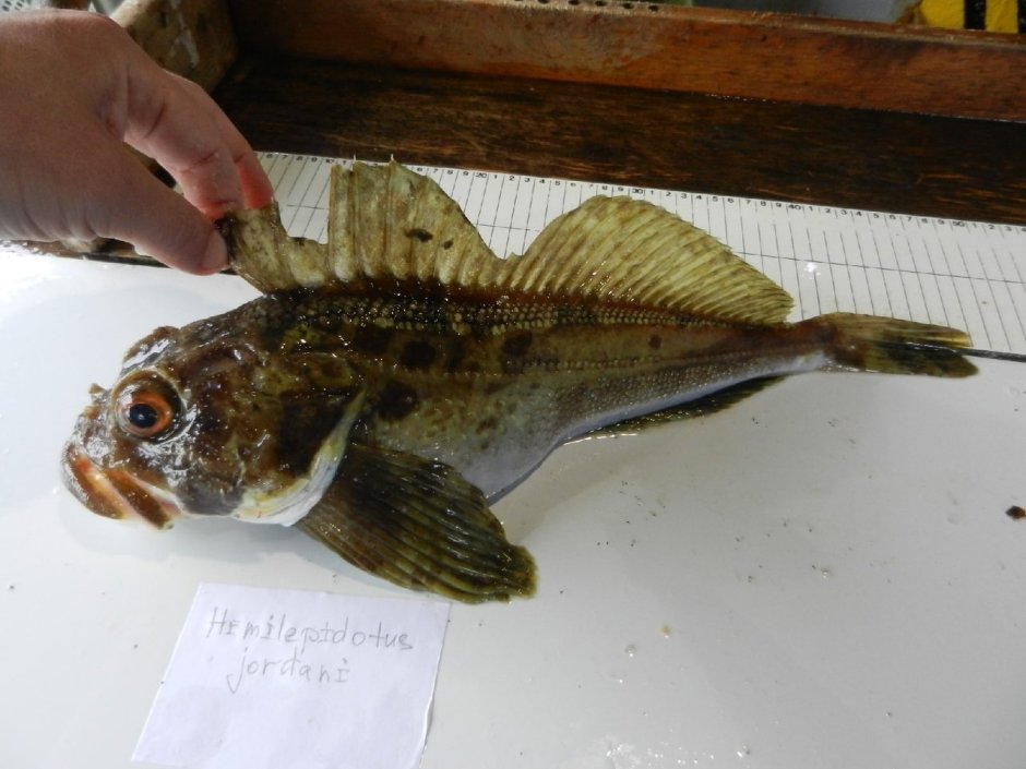 Sculpin рыба