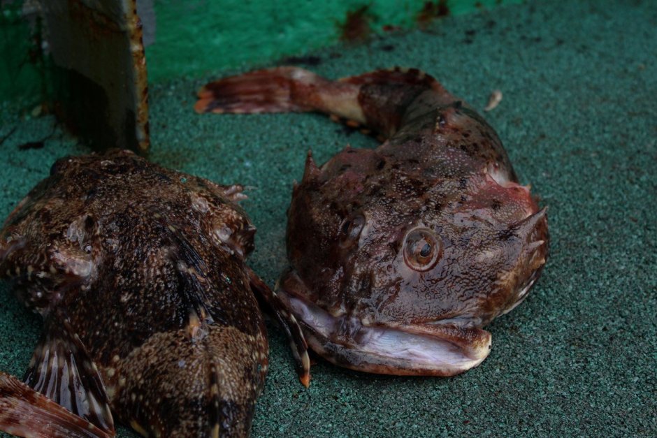 Рыба бычок морской Дальневосточный