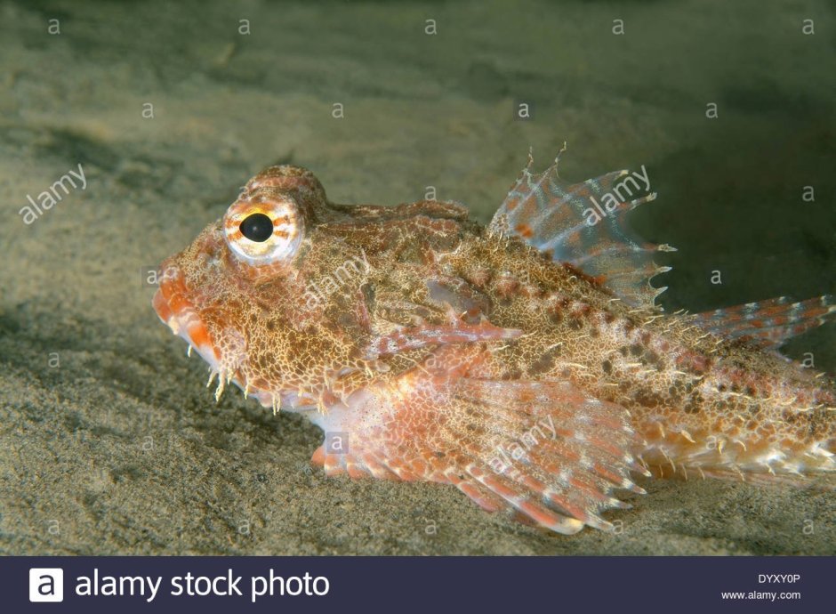 Морской Ерш скорпена Черноморский