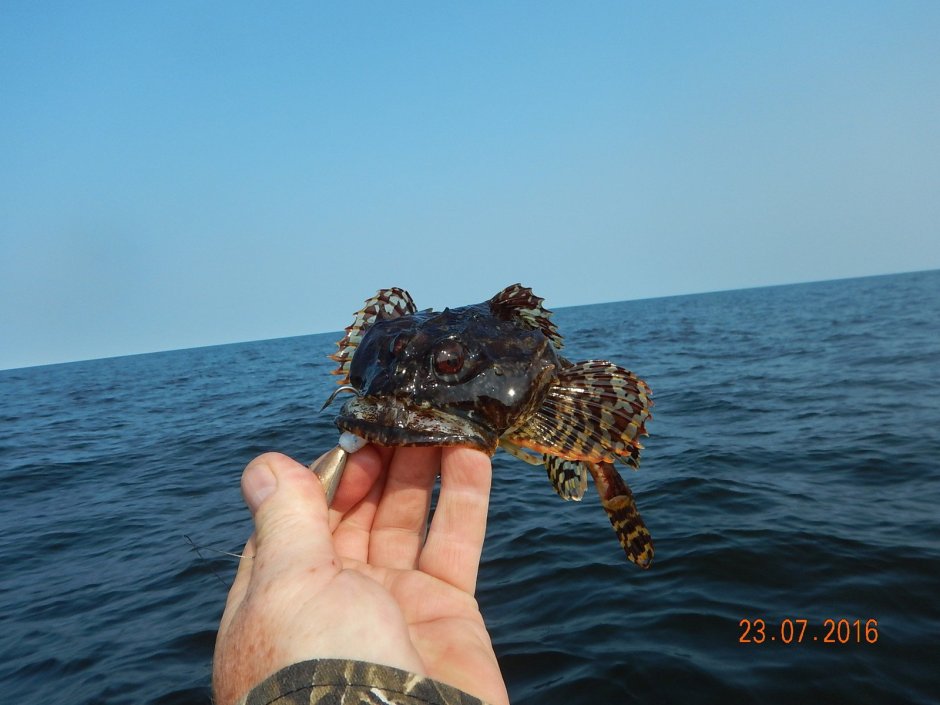 Морской бычок Дальневосточный