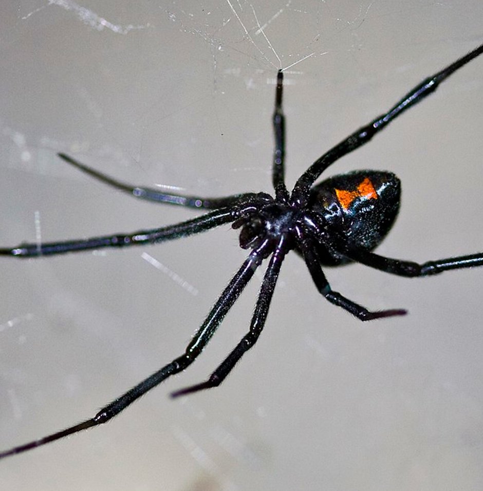 Latrodectus mactans (чёрная вдова)