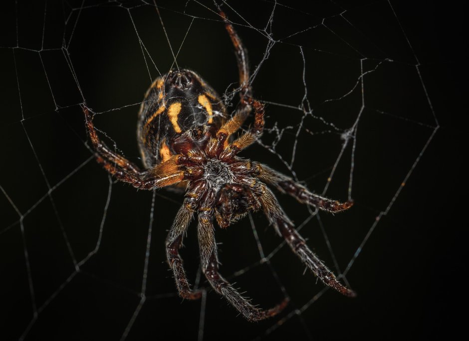 Araneus cavaticus