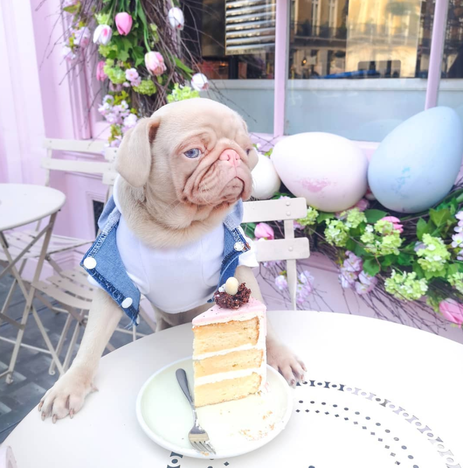 Insta story Köpek