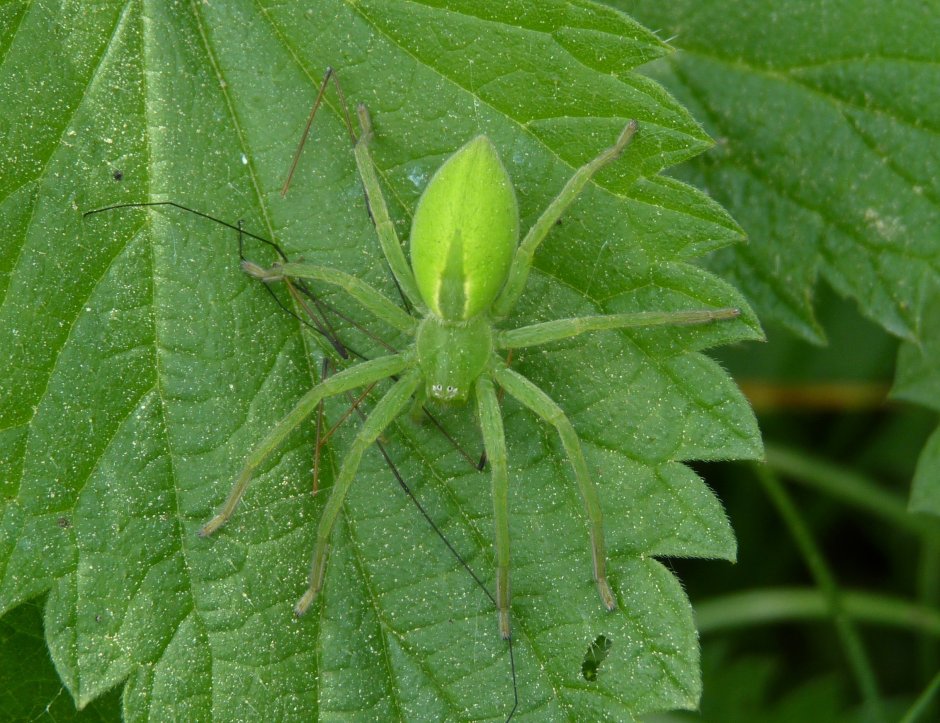 Micrommata virescens