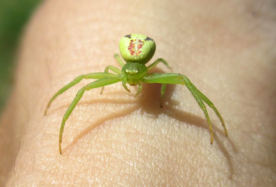 Ebrechtella tricuspidata паук