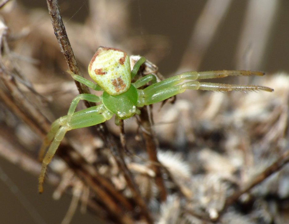 Ebrechtella tricuspidata Эбрехтелла