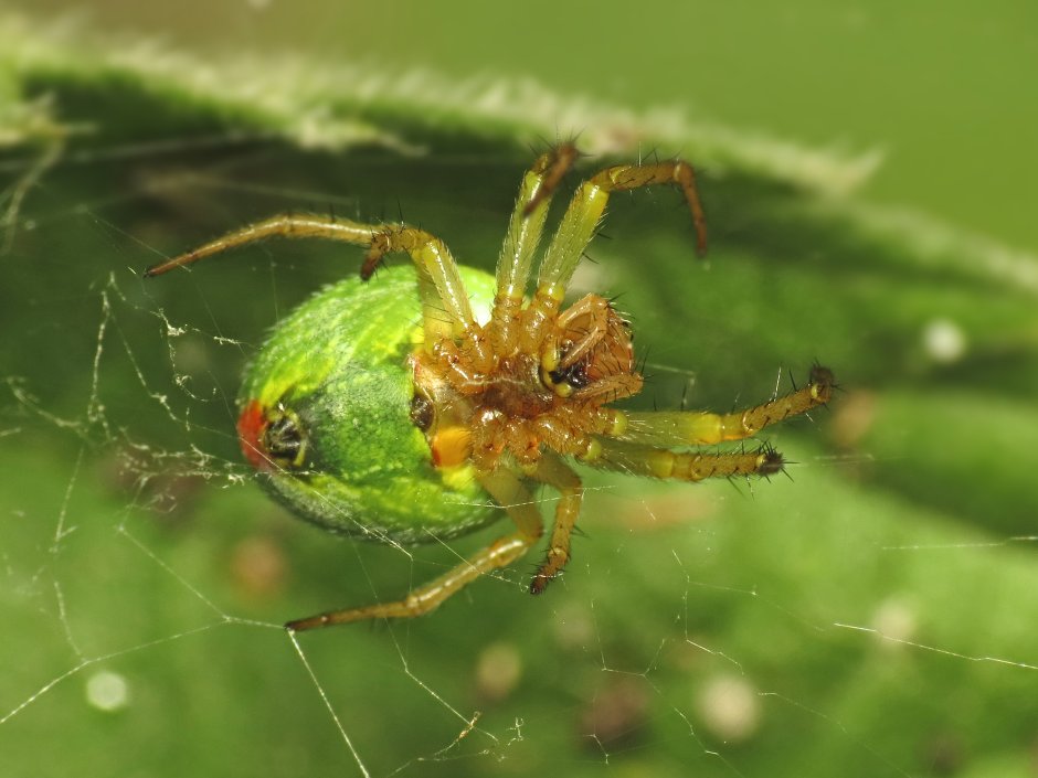 Паук Araniella cucurbitina