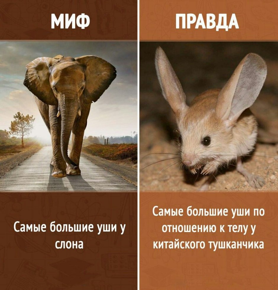 Правда или миф