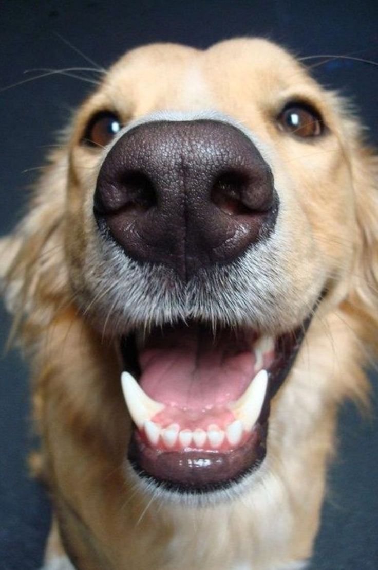 Морда собаки