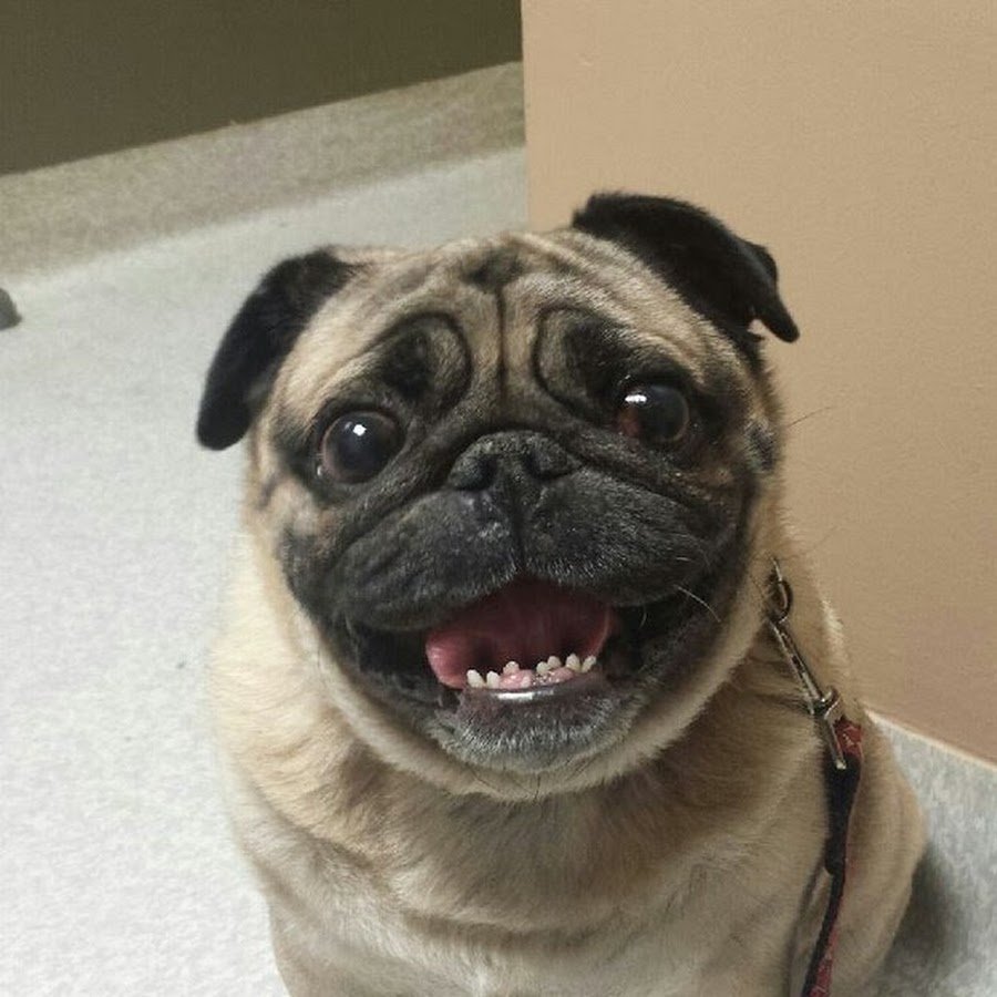 Собака улыбака Джек Рассел