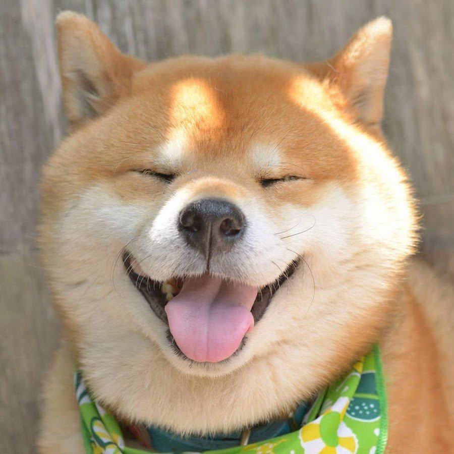 Золотистый ретривер Эстетика