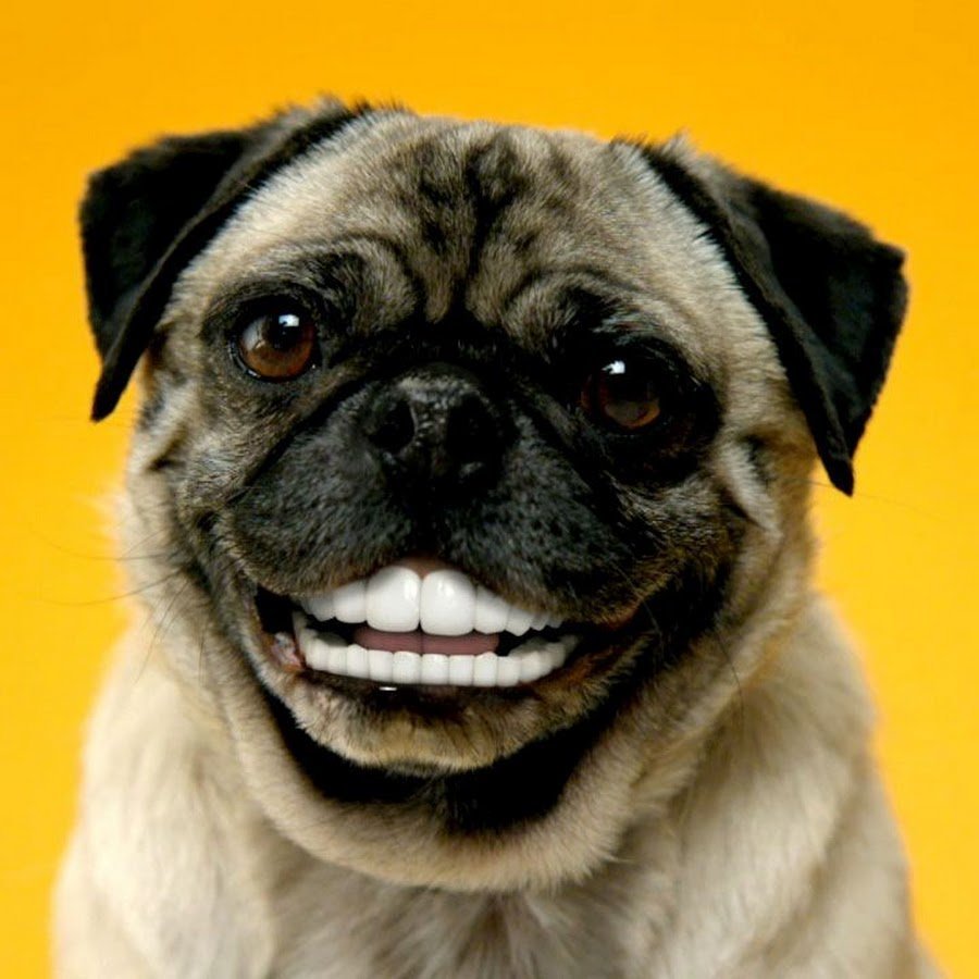 Собака с человеческими зубами