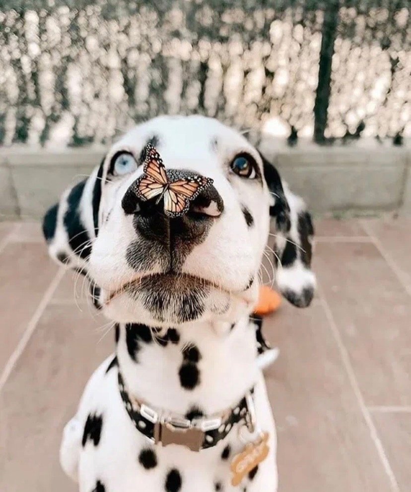 Собака улыбака Мопс