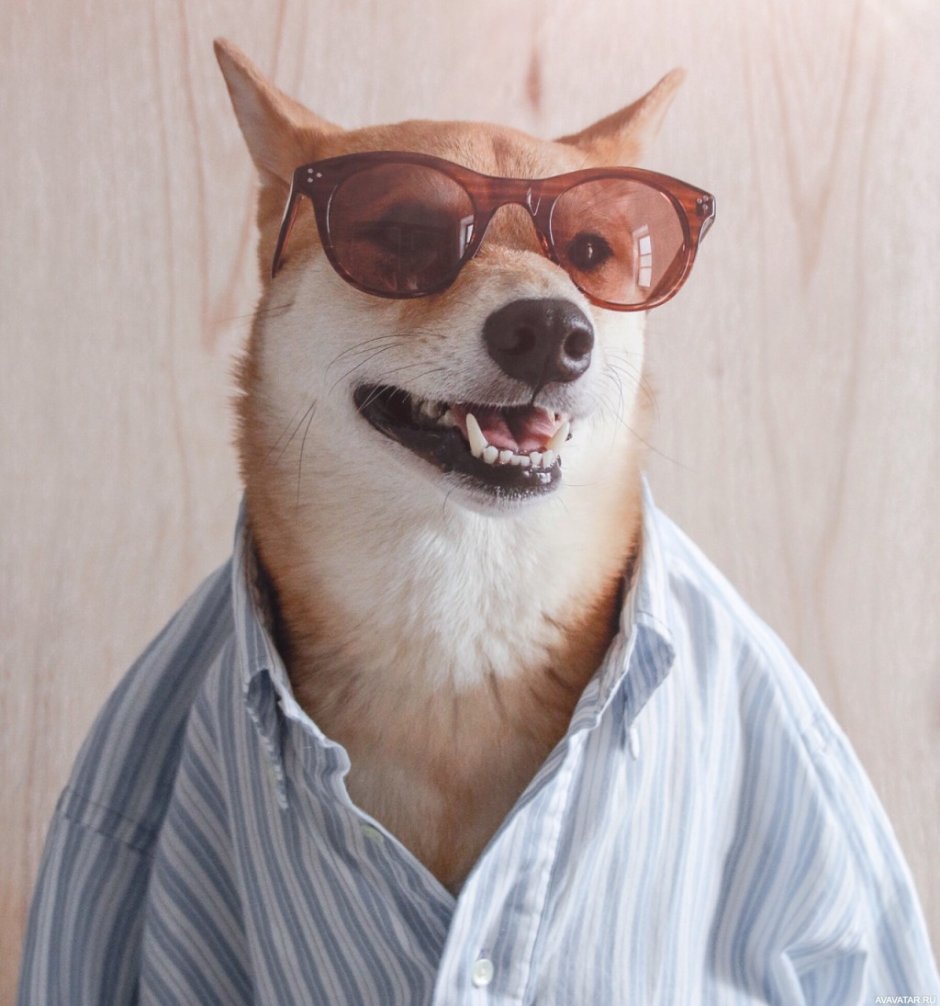 Собака в очках картинки