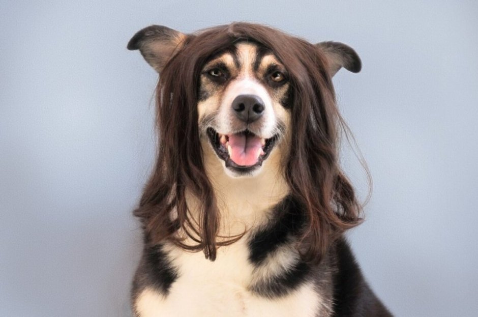 Собака с человеческой улыбкой