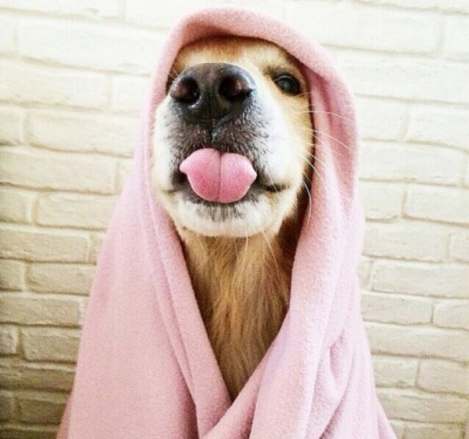 Счастливые животные