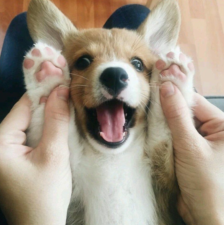 Веселый щенок