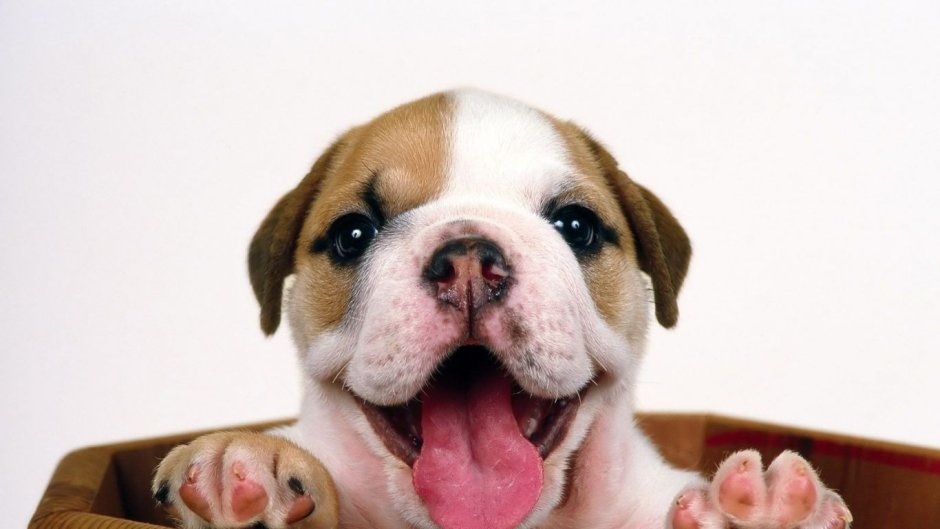Собака улыбается