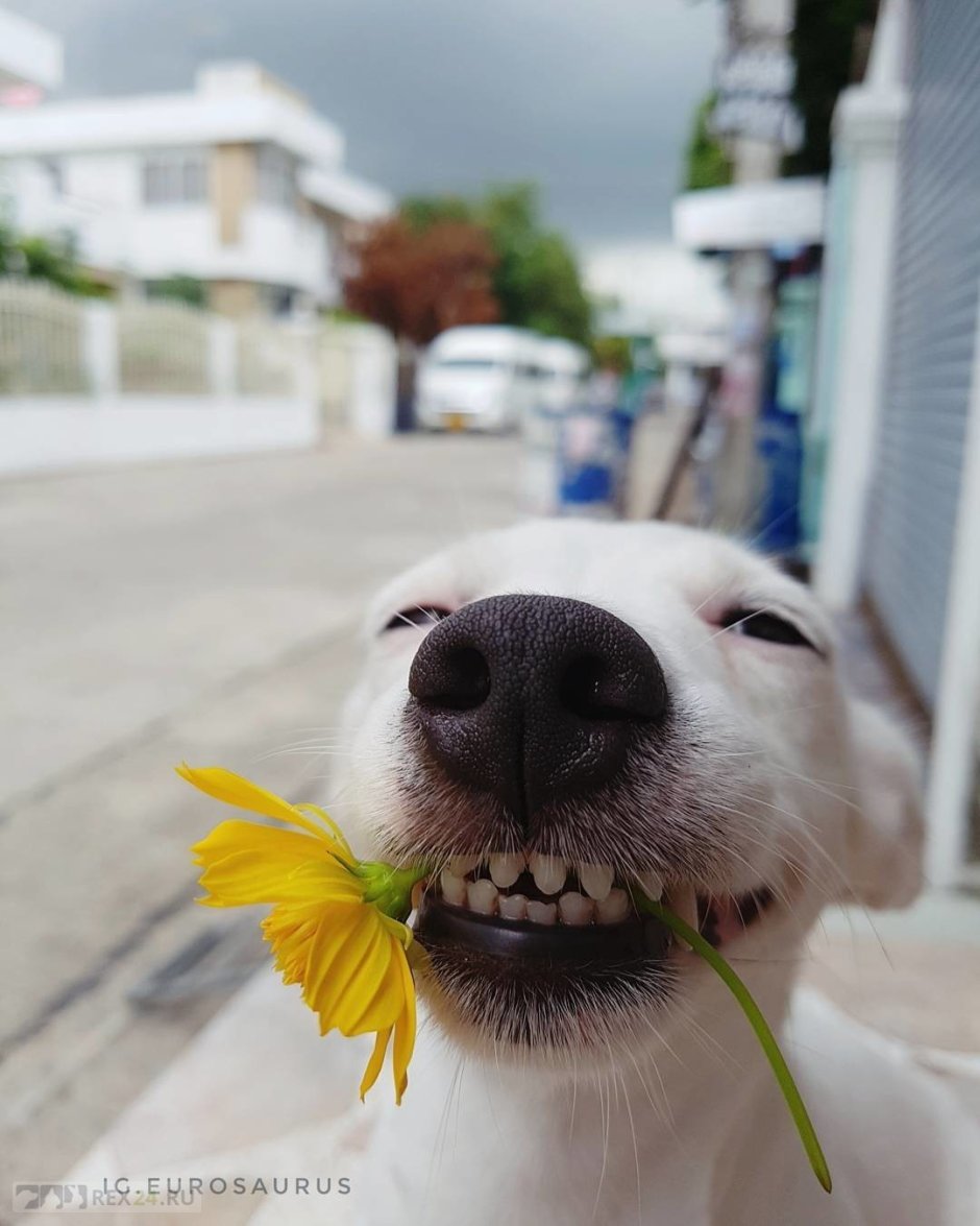 Собаки улыбаки корги