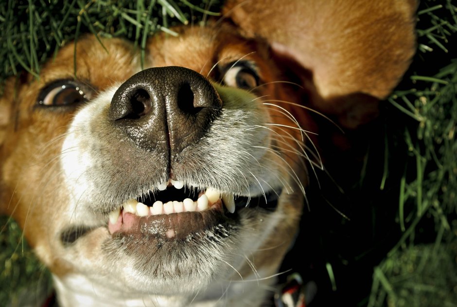 Улыбка собаки с зубами