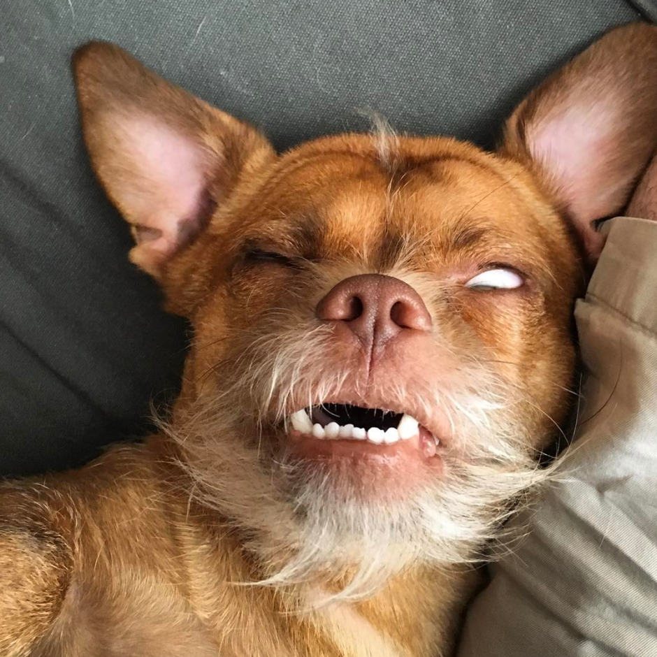 Эмоции человека и животных