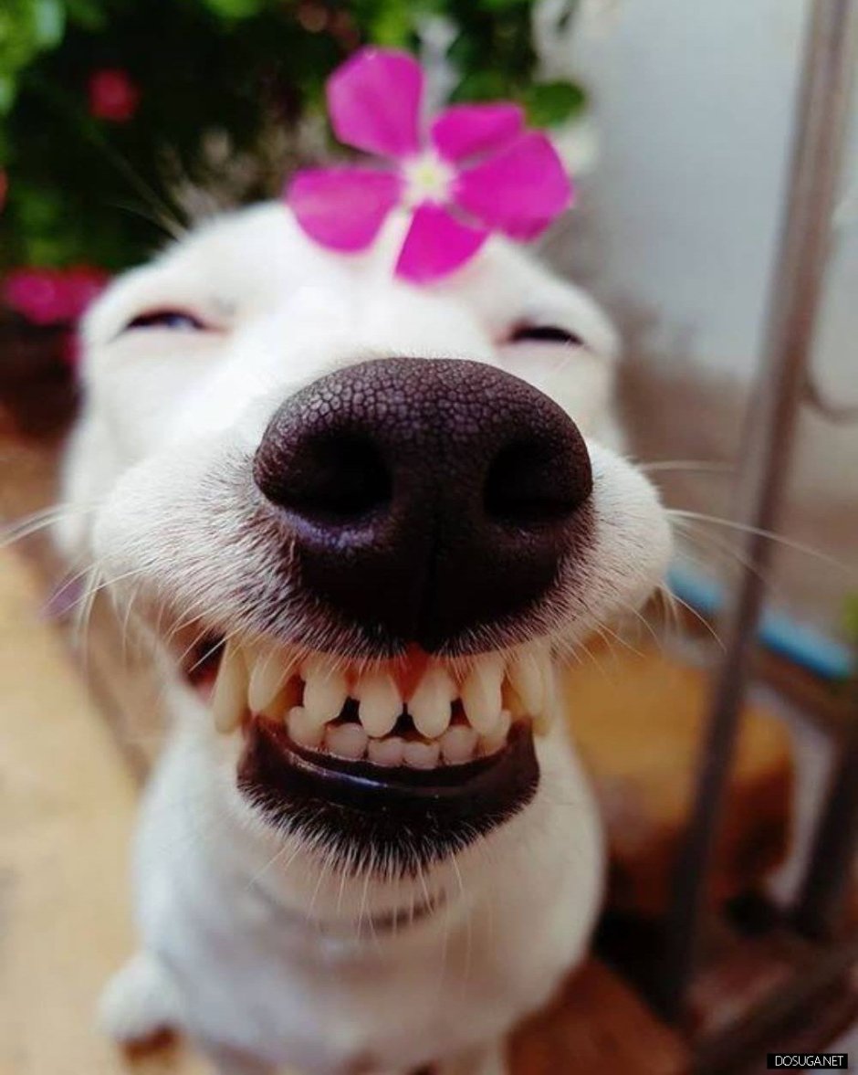 Собака улыбается