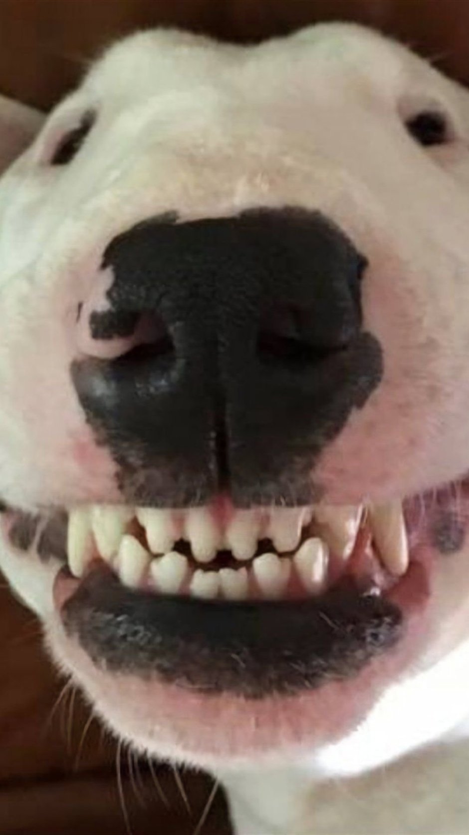 Доберман оскал