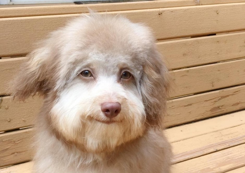 Собака нори с человеческим лицом