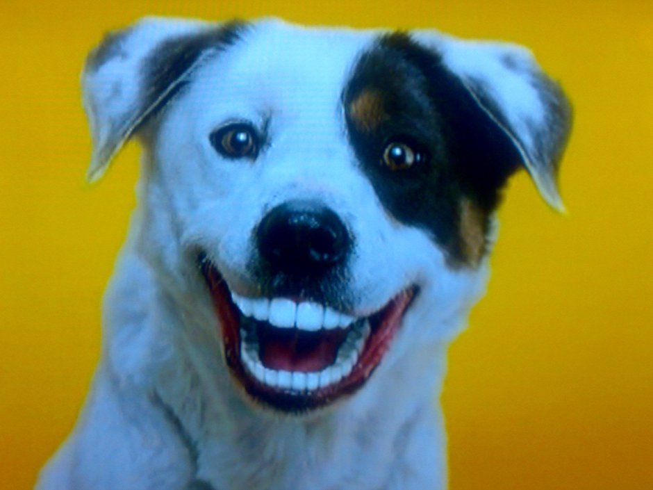 Собака с человеческой улыбкой