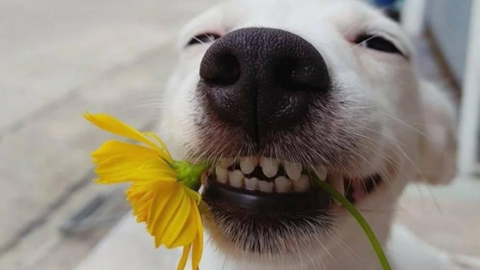 Улыбчивая хаски