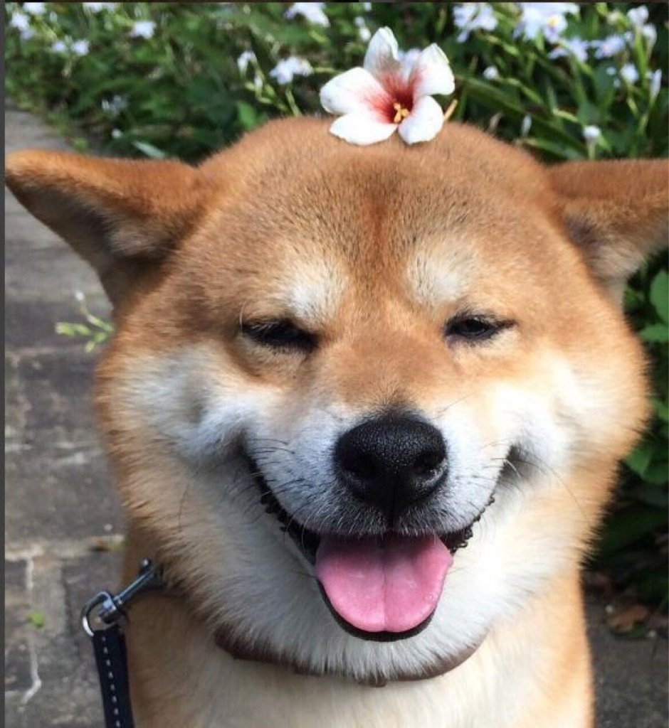 Собака с человеческим ртом