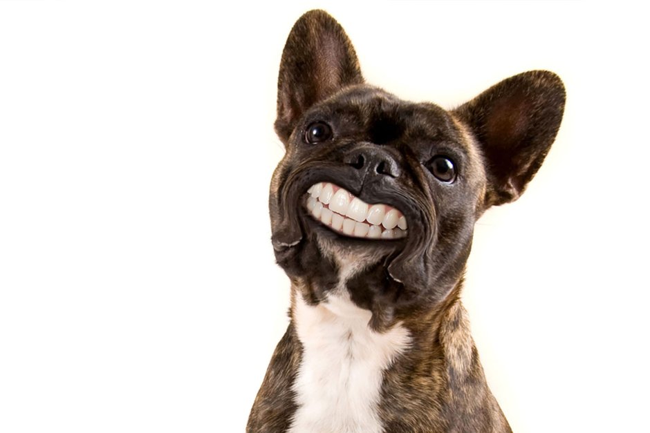 Собака улыбается