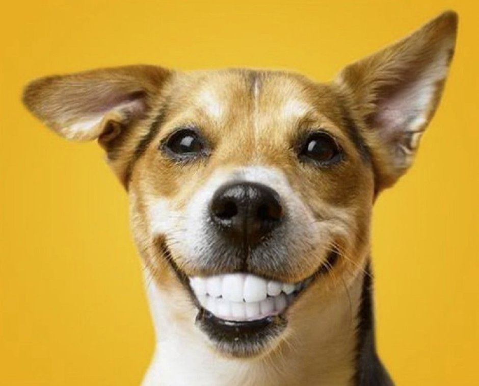 Зубастик для собак