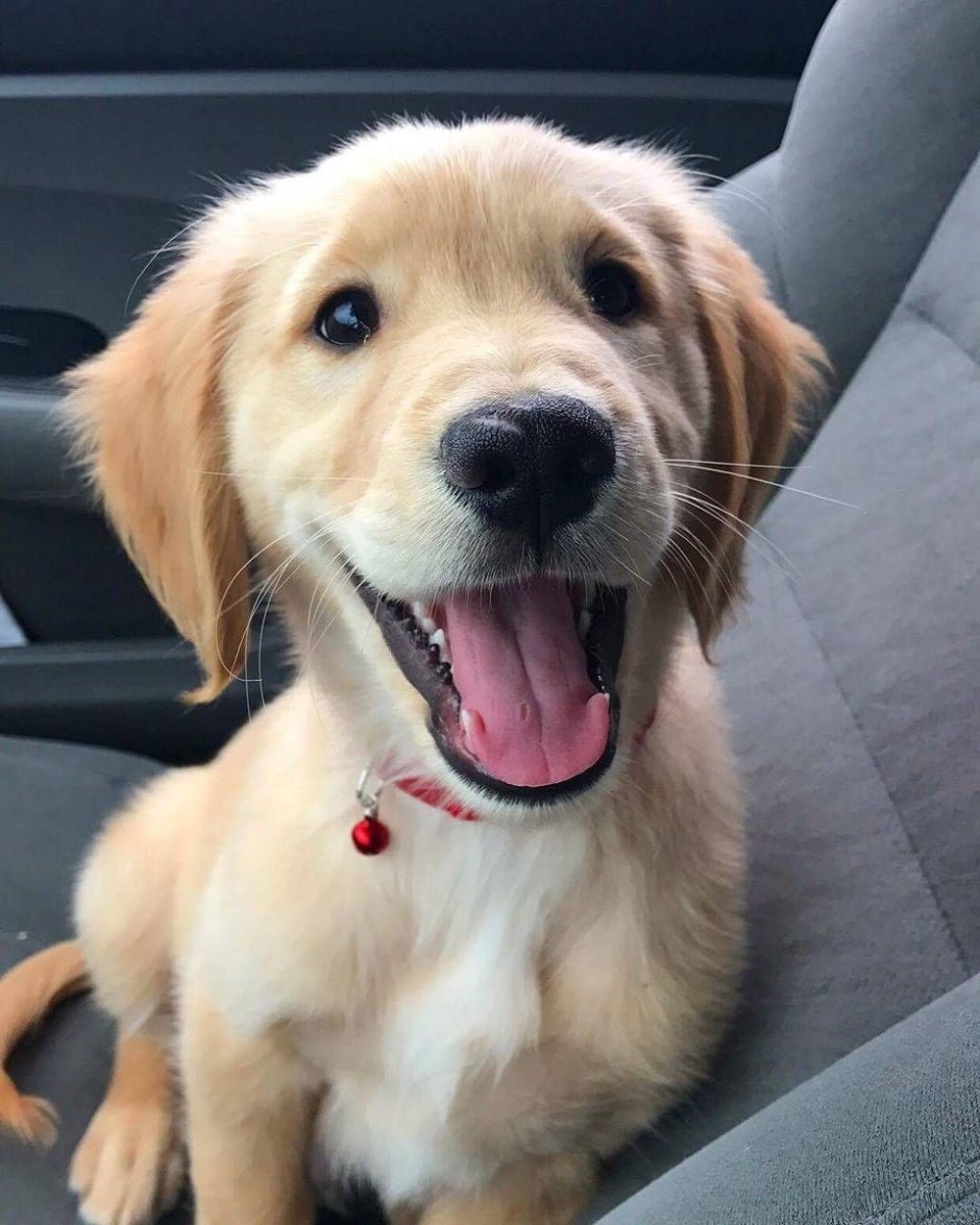 Мопсы смешные рожи