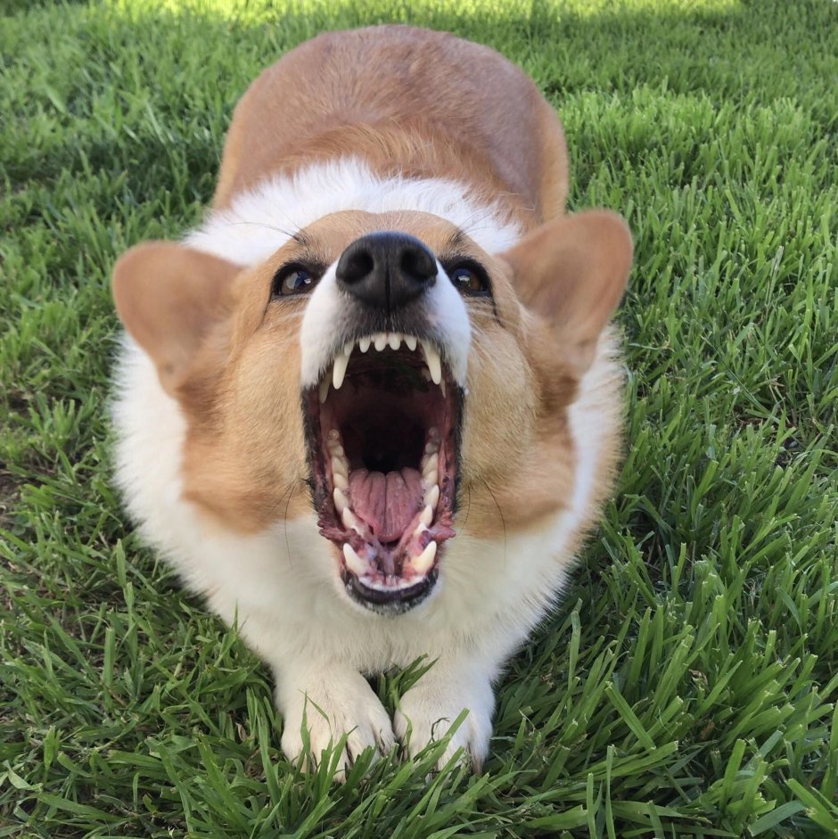 Вельш корги пемброк злой