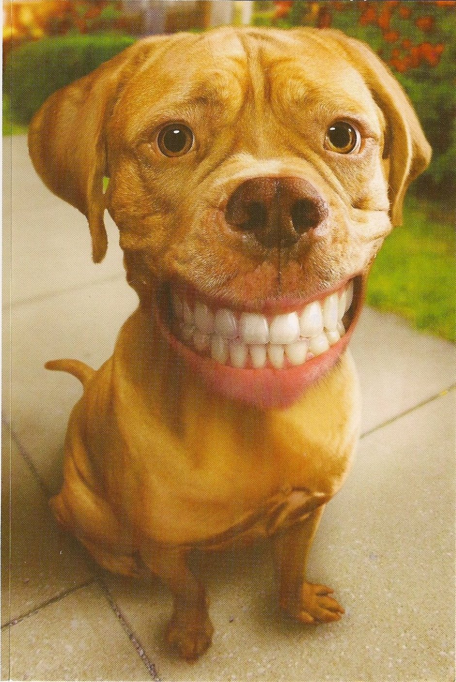 Смешная улыбка