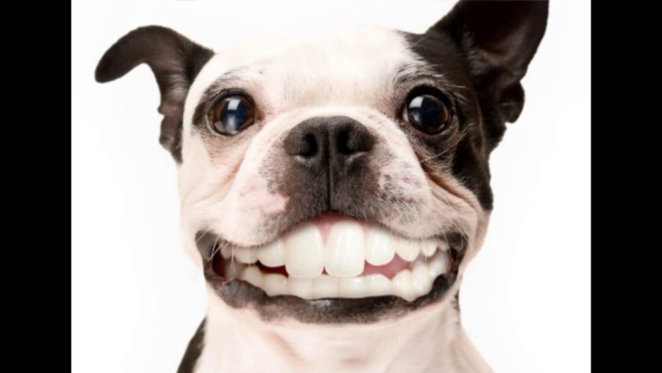 Собака с человеческими зубами
