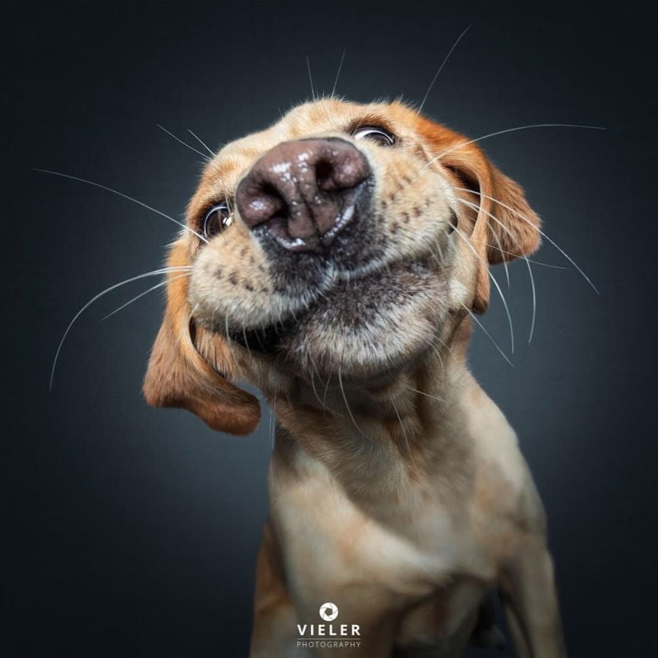 Собака со вставной челюст