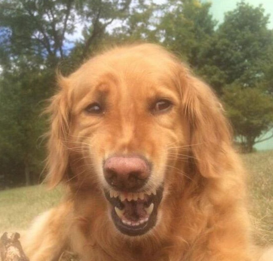 Довольная собака