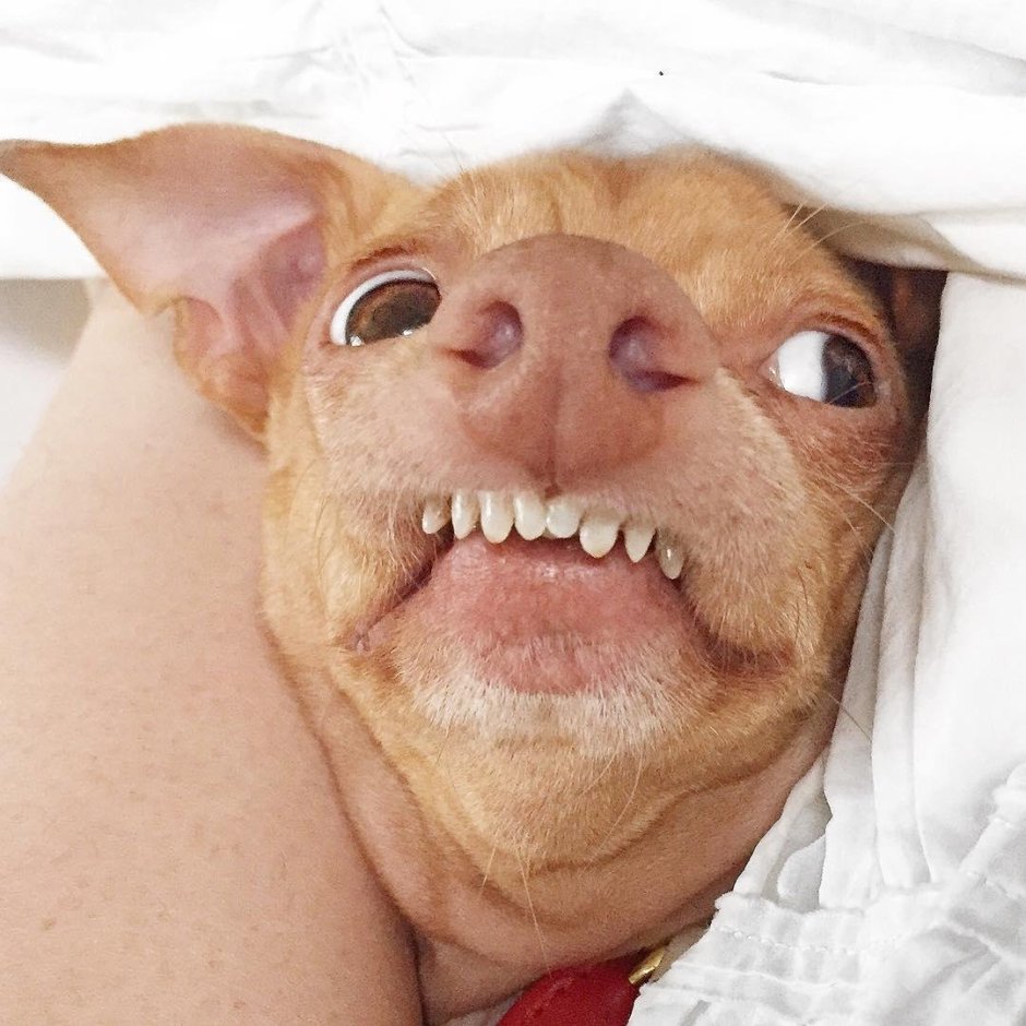 Джек Рассел