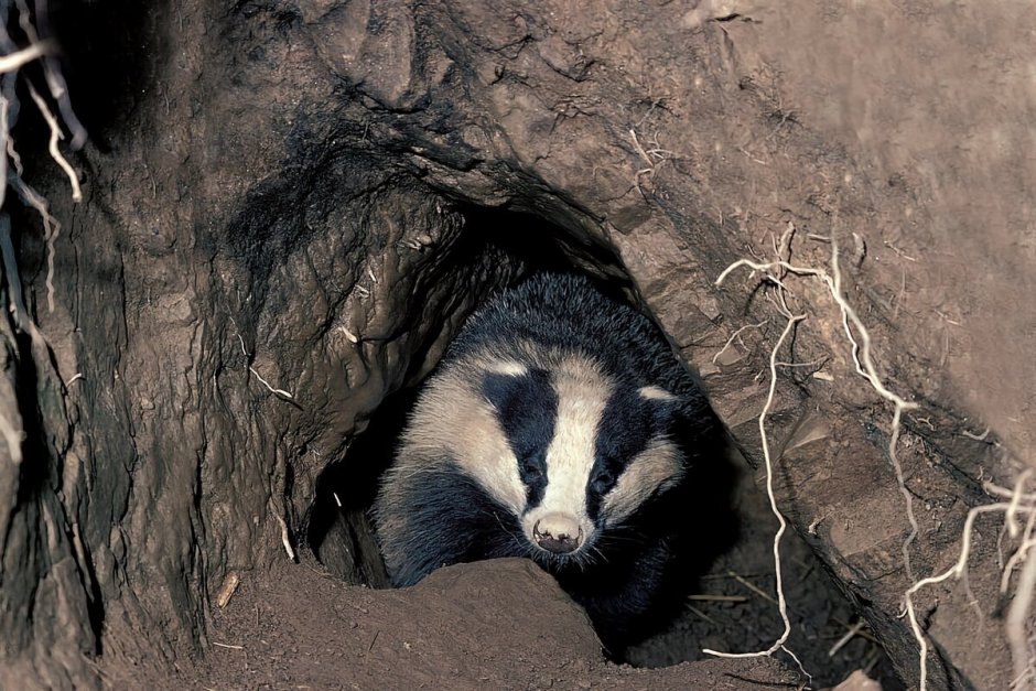 Badger Badger