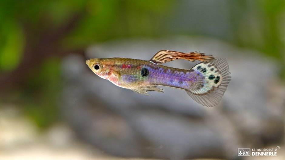 Рыба гуппи Poecilia reticulata
